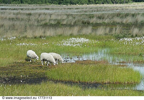 Schafe (Ovis gmelini aries) im Moor  Emsland  Niedersachsen  Deutschland  Europa