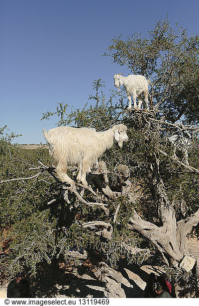 Schafe stehen auf Bäumen vor klarem Himmel