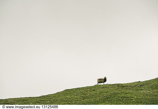 Schafe stehen auf einer Klippe vor klarem Himmel