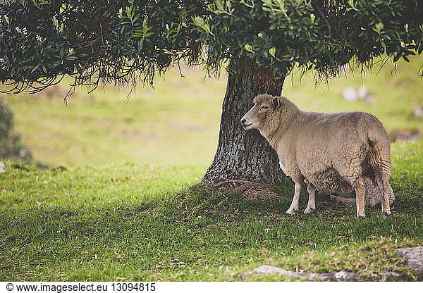 Schafe stehen auf Feld bei Baum