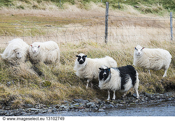 Schafe stehen auf Grasfeld am Bach gegen den Zaun