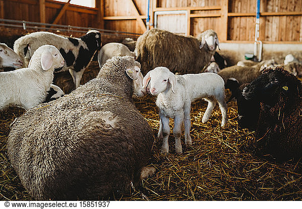 Schafe und Lämmer auf dem Bauernhof