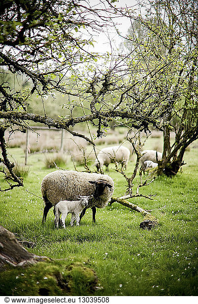 Schafe und Lämmer auf dem Feld