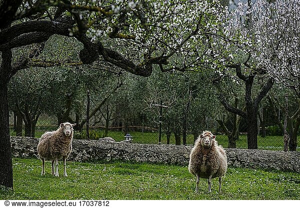 Schafe und Mandelblüten  Caimari  Mallorca  Balearische Inseln  Spanien.