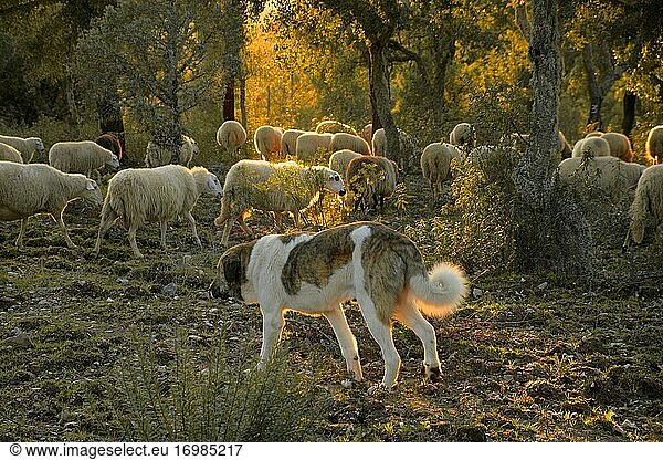 Schafe weiden auf einer Weide in der portugiesischen Hochebene Mirandese.
