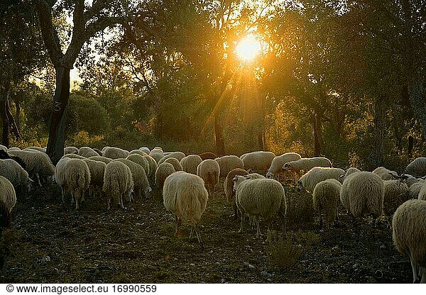 Schafe weiden auf einer Weide in der portugiesischen Hochebene Mirandese.