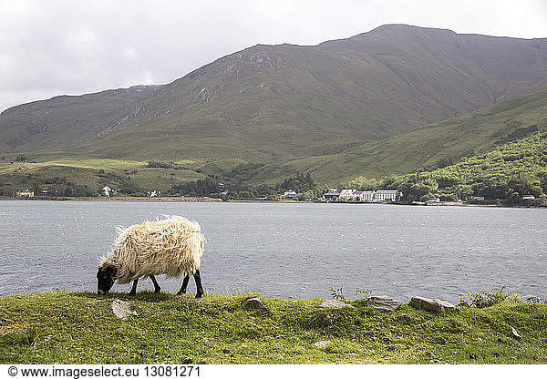Schafe weiden auf Grasfeld am Fluss