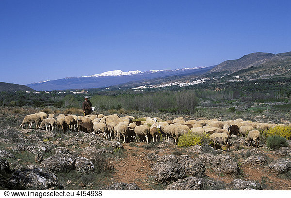 Schafherde  Alpujarras  hinten Sierra Nevada  Almeria  Andalusien  Spanien