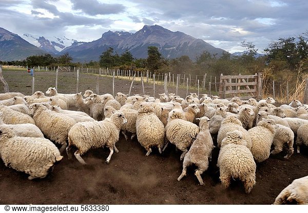 Schafherde  Argentinien  Patagonien  Südamerika
