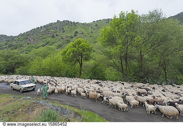 Schafherde auf der Straße  Provinz Syunik  Armenien  Kaukasus  Zentralasien  Asien