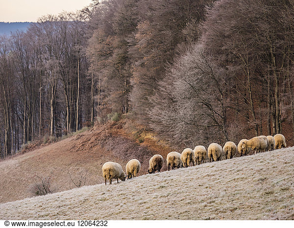 Schafherde auf einer Wiese