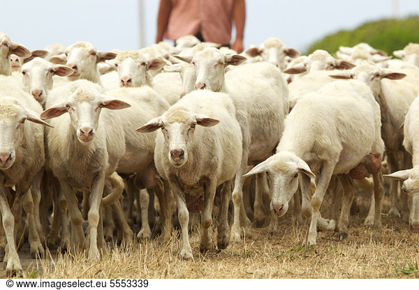 Schafherde auf Sardinien