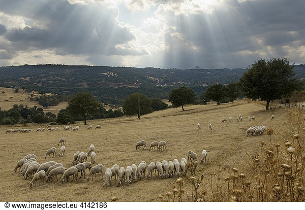 Schafherde auf Sardinien  Italien
