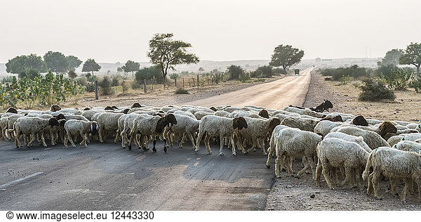 Schafherde beim Überqueren einer Straße  Jaisalmer  Rajasthan  Indien