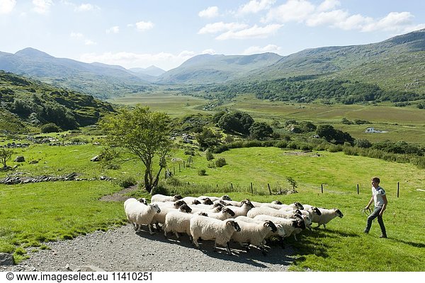 Schafhirte mit Schafherde auf der Weide in hügeliger Berglandschaft  Kissane Sheep Farm  Schaffarm  Kenmare bei Killarney  County Kerry  Irland  Europa