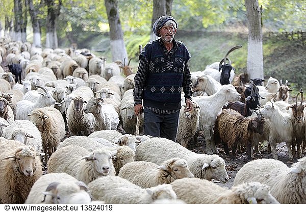 Schafhirte und Herde in der Provinz Sheki.