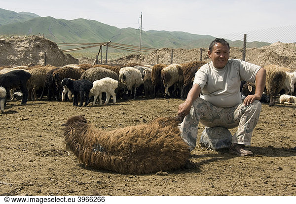 Schafschur  Kirgistan