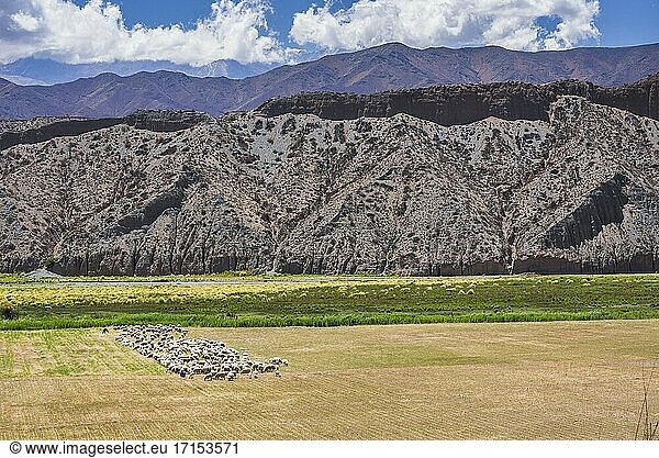 Schafzüchter im Cachi-Tal  Calchaqui-Täler  Provinz Salta  Nordargentinien