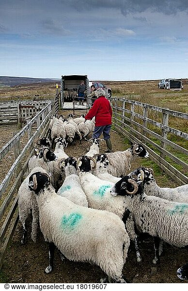 Schafzucht  Bergbauer verlädt Swaledale-Herde von Pferchen auf Anhänger  nachdem sie sich nach einem Sturz gesammelt hat  Cumbria  England  September