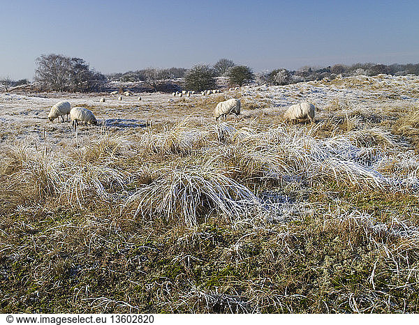 Schapen grazen in een winters duinlandschap