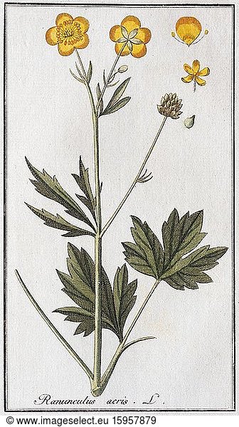Scharfe Hahnenfuß (Ranunculus acris)  handkolorierter Kupferstich von Johannes Zorn  aus Cones plantarum medicinalium  Nürnberg  Deutschland  1796  Europa