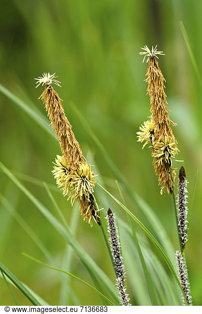 Scharfkantige Segge (Carex acutiformis)  Stans  Tirol  Österreich  Europa