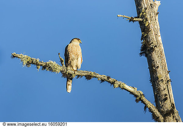 Scharfkantiger Falke (Accipiter striatus) sitzt auf einem Ast eines toten Baumes und beobachtet; Quebec  Kanada