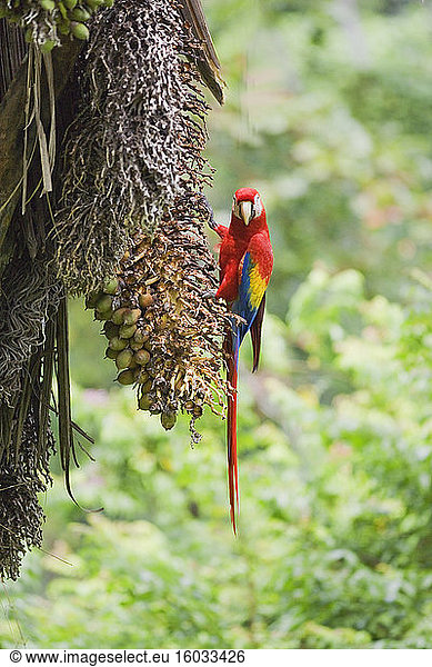 Scharlachara (Ara macao) auf einem Baum sitzend  Corcovado-Nationalpark  Halbinsel Osa  Costa Rica  Zentralamerika
