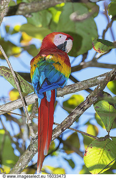 Scharlachara (Ara macao) auf einem Baum sitzend  Corcovado-Nationalpark  Halbinsel Osa  Costa Rica  Zentralamerika