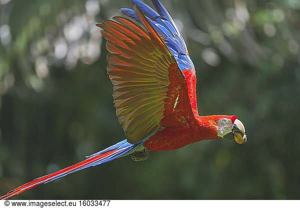 Scharlachara (Ara macao) im Flug  Corcovado-Nationalpark  Halbinsel Osa  Costa Rica  Mittelamerika