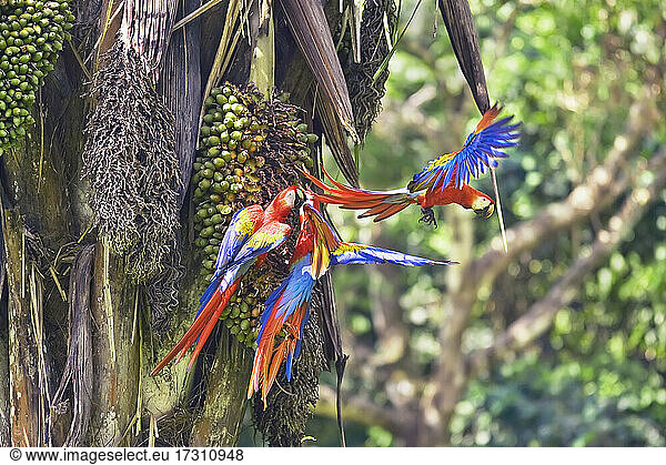 Scharlacharas (Ara macao)  Corcovado-Nationalpark  Osa-Halbinsel  Costa Rica  Mittelamerika