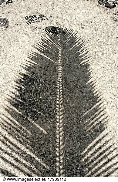 Schatten einer Palme im Pu'uhonua O Honaunau National Historical Park  Big Island  Hawaii  USA  Nordamerika