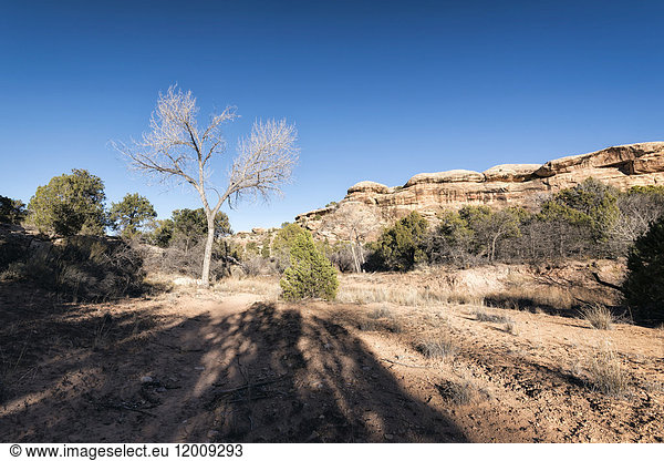 Schatten in der Nähe eines Baumes in der Wüste  Moab  Utah  Vereinigte Staaten