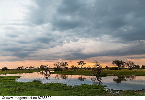 Scherenschnitt Bäume und Sumpf  Okavango Delta  Chobe Nationalpark  Botswana  Afrika
