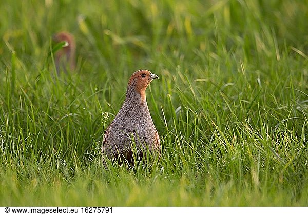 Scheue Rebhühner ( Perdix perdix ) im frühen Morgenlicht  die durch den wachsenden Mais spazieren und sich vorsichtig umschauen.