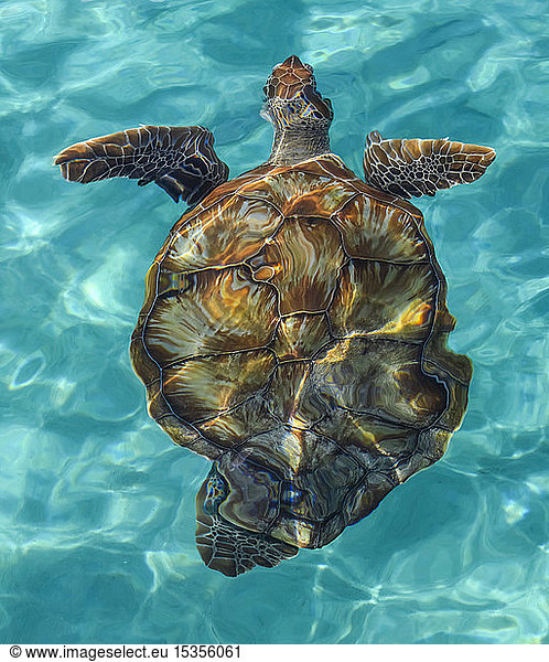 Schildkröte beim Schwimmen im kristallklaren  türkisfarbenen Wasser der Karibik;Karibik