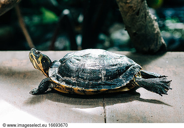 Schildkröte streckt sich im Regenwald