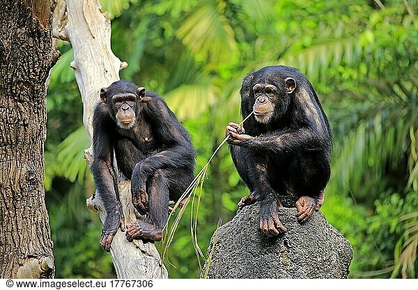 Schimpanse  adult zwei Tiere benützen Werkzeug (Pan troglodytes troglodytes)