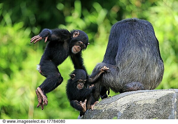 Schimpanse (Pan troglodytes)  Jungtier  halberwachsenes Jungtier  Weibchen  Sozialverhalten