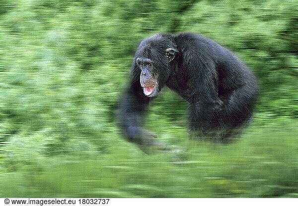 Schimpanse (Pan troglodytes)  männlich  laufend