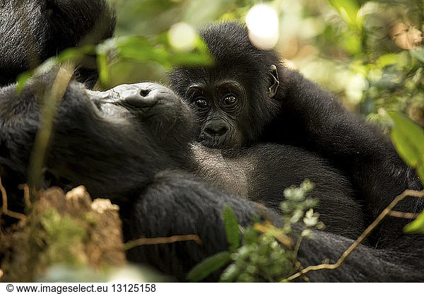 Schimpansen im Wald