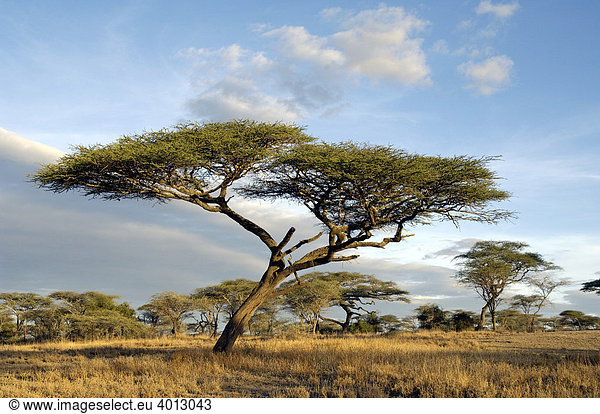 Schirmakazie (Acacia tortilis) in trockener Savanne in Ndutu  Ngorongoro  Tansania  Afrika