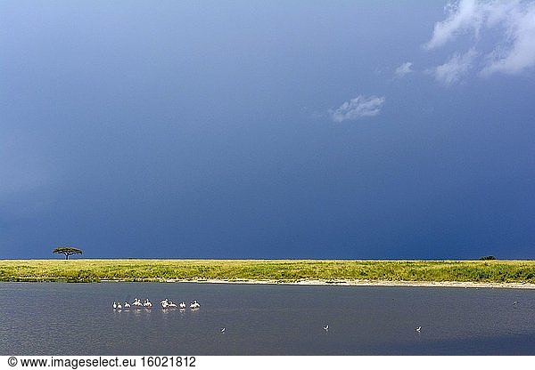 Schirmdorn-Akazie  auch bekannt als Schirmdorn und israelischer Babool (Vachellia tortilis  ehemals Acacia tortilis) und Großer Flamingo (Phoenicopterus Roseus) bei aufziehendem Sturm. Serengeti-Nationalpark. Tansania.