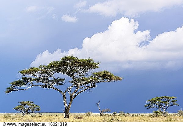 Schirmdorn-Akazie  auch bekannt als Schirmdorn und israelischer Babool (Vachellia tortilis  früher Acacia tortilis). Serengeti-Nationalpark. Tansania.