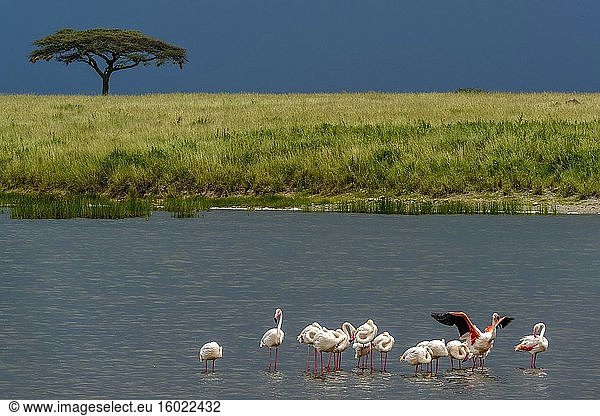 Schirmdorn-Akazie  auch bekannt als Schirmdorn und israelischer Babool (Vachellia tortilis  früher Acacia tortilis) und Großer Flamingo (Phoenicopterus Roseus). Serengeti-Nationalpark. Tansania.