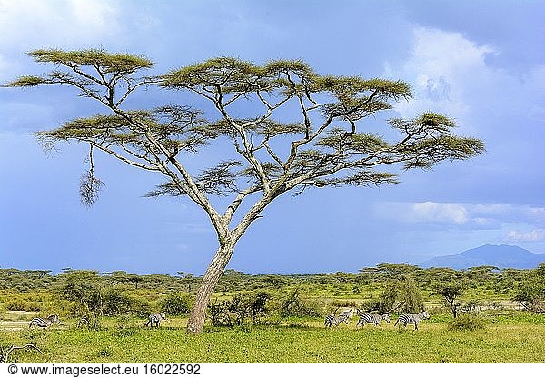 Schirmdorn-Akazie  auch bekannt als Schirmdorn und israelischer Babool (Vachellia tortilis  früher Acacia tortilis) und Steppenzebra (Equus quagga  früher Equus burchellii). Ngorongoro-Schutzgebiet (NCA). Tansania.