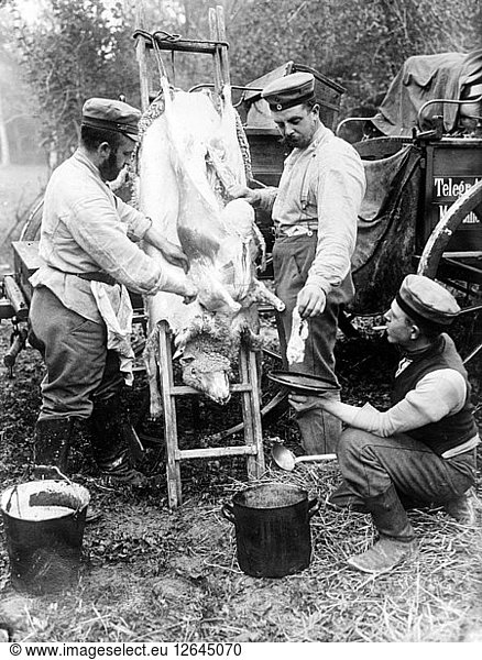 Schlachten eines Schafes an der Front  ca. 1914-18.