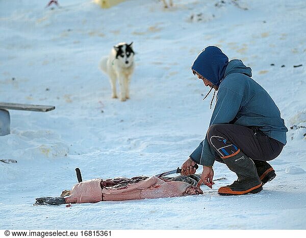 Schlachtung einer erlegten Robbe. Das traditionelle und abgelegene grönländische Inuit-Dorf Kullorsuaq  Melville Bay  Teil der Baffin Bay. Amerika  Nordamerika  Grönland  dänisches Gebiet.