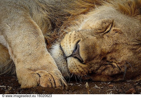 Schlafender Löwe (Panthera leo). Madikwe-Wildreservat. Nordwest-Provinz. Südafrika.