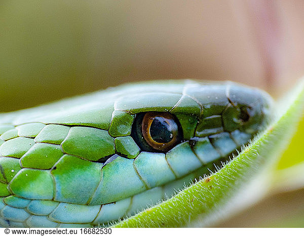 Schlange auf grünem Blatt ruhend